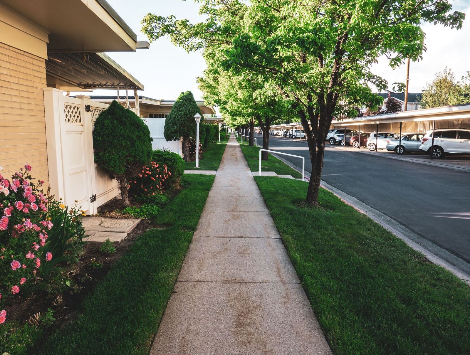 Concrete sidewalk running between a lawn and a tree-lined residential street